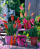 Gladiolus, Petunia (Pink Petunia)