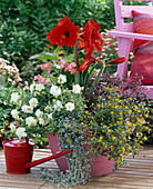 Hippeastrum 'Baby Star', Petunia Double 'White'