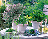 Herbs in ceramic pots