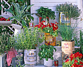 Kitchen herbs in tin cans and enamel jug