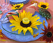 Blossoms of Helianthus (sunflower) with yellow tea light on blue