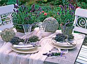 Lavandula (Lavendel) in Töpfen und zu Sträußen zusammengebunden