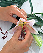 Remove stamens from Lilium (lilies)
