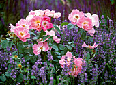 Rosa 'Herzogin Friederike' (shrub rose by Noack) in the midst of Lavandula