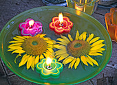 Blossoms of Helianthus (sunflowers) and colourful floating candles