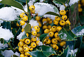 Snow on Ilex 'Bacciflava' (holly) with yellow berries