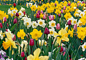 Narcissus (Narzissen) und Tulipa (Tulpen)