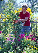 Woman harvesting tomatoes in the farm garden