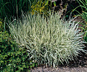 Phalaris arundinacea var. picta (Reed-grass)