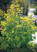Physocarpus 'Dart's Gold' (Bladderwort)