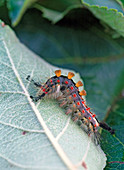 Orgyia antiqua (Sloe brush moth caterpillar)