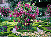 Climbing rose in buxus circular flowerbed photographed in Hofgarten Freising