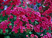 Phlox paniculata 'Starfire' (Rotblühende Flammenblume)