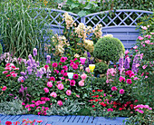 Purple-pink bed in front of a blue wattle wall