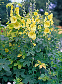 Alcea ficifolia (hollyhock rose) yellow, simple