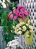 Petunia Easy Wave 'Salmon', Sylvana 'Vanilla'