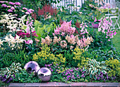 Shade bed with Astilbe (grandstand), Digitalis (thimble)