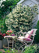 Trachelospermum jasminoides (Sternjasmin)