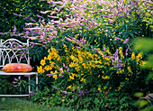 Metallstuhl am Beet mit Veronicastrum virginicum (Arzneiehrenpreis)