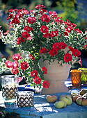 Petunia (red mini petunia) in a light terracotta pot