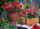 Red geraniums and handmade pottery