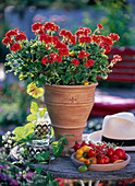 Red mini geranium in hand-potted planter