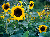 Helianthus 'Prado Gold' (sunflowers)