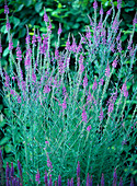 Linaria purpurea (Purpur - Leinkraut)