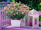 Argyranthemum Daisy Crazy 'Pink' (rosa Margerite)
