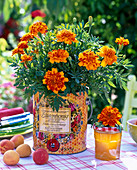 Tagetes patula (marigold) in large honey pot