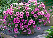 Petunia Sonic 'Magic Pink' (Petunie)