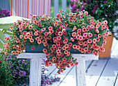 Calibrachoa Celebration Star 'Orange'