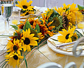 Girlande aus Blüten von Helianthus (Sonnenblumen) auf dem Tisch