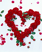 Herz aus Blüten von Rosa (Rosen, rot) auf weißem Hintergrund