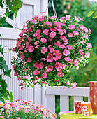 Petunia Easy Wave 'Salmon' (petunia) hanging basket