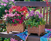 Hand-potted square bowls with Pelargonium Fireworks 'Cherry'