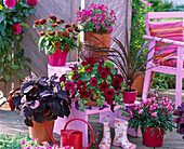 Rosa Treppenetagere mit roten und pinken Pflanzen