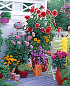 Dahlias balcony