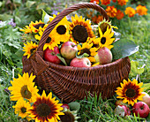 Basket with malus (apples) and helianthus (sunflower) to Thanksgiving