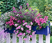 Pelargonium Lollipop 'Purple' (purpur-weiße Hängegeranien)