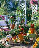 Vegetable terrace with tomatoes and peppers