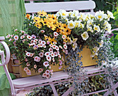 Spray wooden box and plant