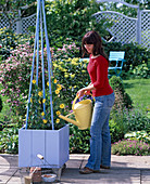 Planting blue box with yellow Thunbergia (4/5)