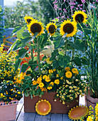 Helianthus 'Prado Gold' (sunflower) in the big box