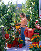 Frau erntet Lycopersicon (Tomaten) auf Naschbalkon