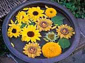 Blossoms of sunflowers floating in a bowl