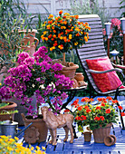 Bougainvillea und Lantana (Wandelröschen), Stämmchen