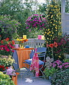 Bunter Balkon mit Sommerblumen und Kübelpflanzen