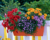 Orange wood flower box planted in blue-yellow-red
