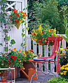 Blooming nasturtium on the balcony